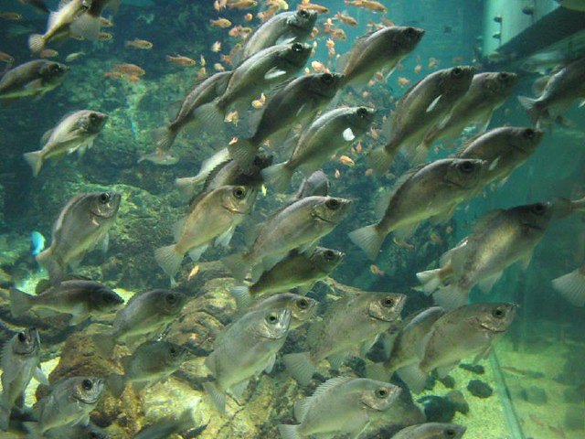 School of fish that all look alike